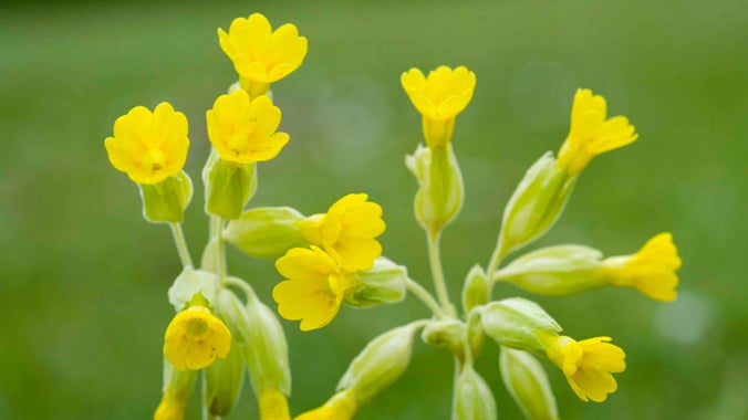 Close-up of the bright yellow flowers of a cowslip plant, taken at Rievaulx Terrace, North Yorkshire